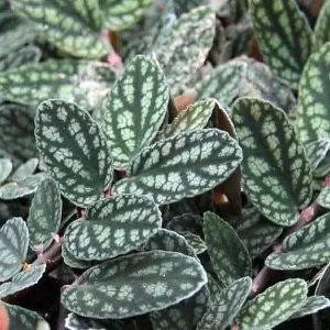 Pellionia Pulchra Live Plant – Rainbow Vine – 2.5