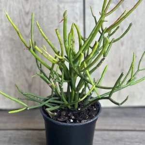 Pencil Cactus Live Plant - Euphorbia tirucalli 4 inch Pot - Indoor Succulent - Image 5
