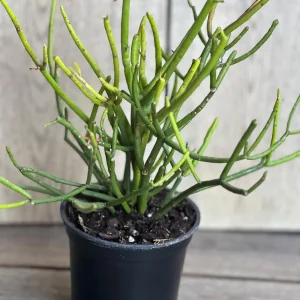 Pencil Cactus Live Plant - Euphorbia tirucalli 4 inch Pot - Indoor Succulent - Image 7
