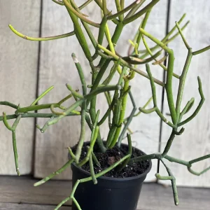 Pencil Cactus Live Plant - Euphorbia tirucalli 4 inch Pot - Indoor Succulent - Image 9