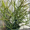 Pencil Cactus Live Plant - Euphorbia tirucalli - 6 inch Pot - Indoor Succulent - Image 1