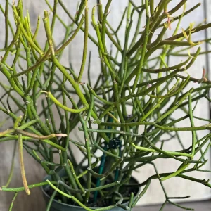 Pencil Cactus Live Plant - Euphorbia tirucalli - 6 inch Pot - Indoor Succulent - Image 1