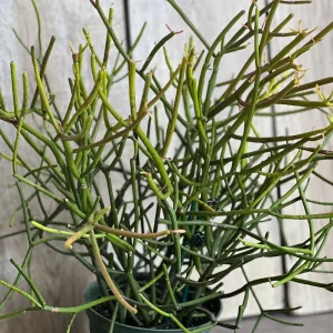 Pencil Cactus Live Plant - Euphorbia tirucalli - 6 inch Pot - Indoor Succulent - Image 4