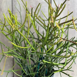 Pencil Cactus Live Plant - Euphorbia tirucalli - 6 inch Pot - Indoor Succulent - Image 5