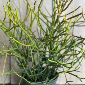 Pencil Cactus Live Plant - Euphorbia tirucalli - 6 inch Pot - Indoor Succulent - Image 6