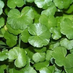 Pennywort Seeds - Gotu Kola (Centella Asiatica) - Rau Ma Seeds - Asian Vegetable Seeds - Image 2
