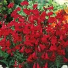 Penstemon Eaton's Red Hummingbird Beardtongue Seeds - Perennial Flower, 200 Seeds, Non-GMO - Image 1