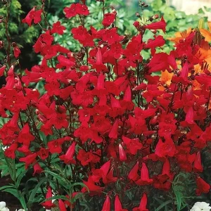 Penstemon Eaton's Red Hummingbird Beardtongue Seeds - Perennial Flower, 200 Seeds, Non-GMO - Image 1