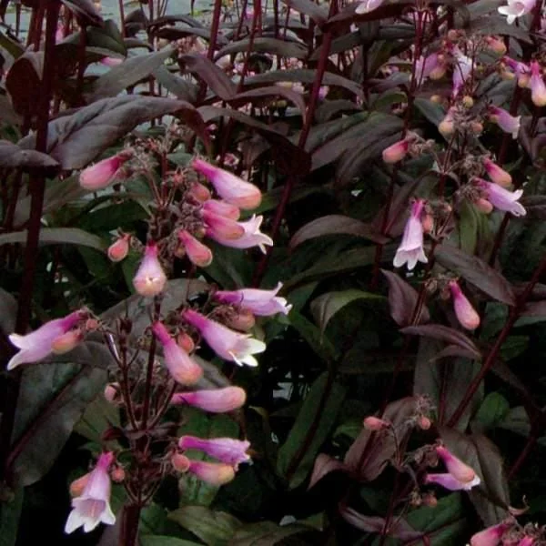 Penstemon Foxglove Beardtongue Live Plant - Hardy Perennial Wildflower Starter - Image 10