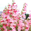 Penstemon Foxglove Beardtongue Live Plant - Hardy Perennial Wildflower Starter - Image 1