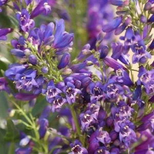 Penstemon Foxglove Beardtongue Live Plant - Hardy Perennial Wildflower Starter - Image 5