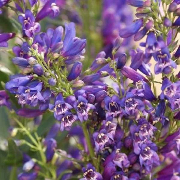 Penstemon Foxglove Beardtongue Live Plant - Hardy Perennial Wildflower Starter - Image 5