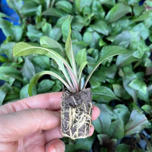 Penstemon Foxglove Beardtongue Live Plant - Hardy Perennial Wildflower Starter - Image 6