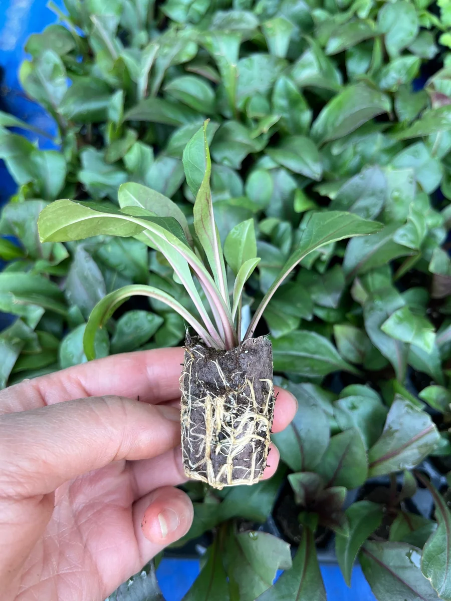 Penstemon Foxglove Beardtongue Live Plant - Hardy Perennial Wildflower Starter - Image 6