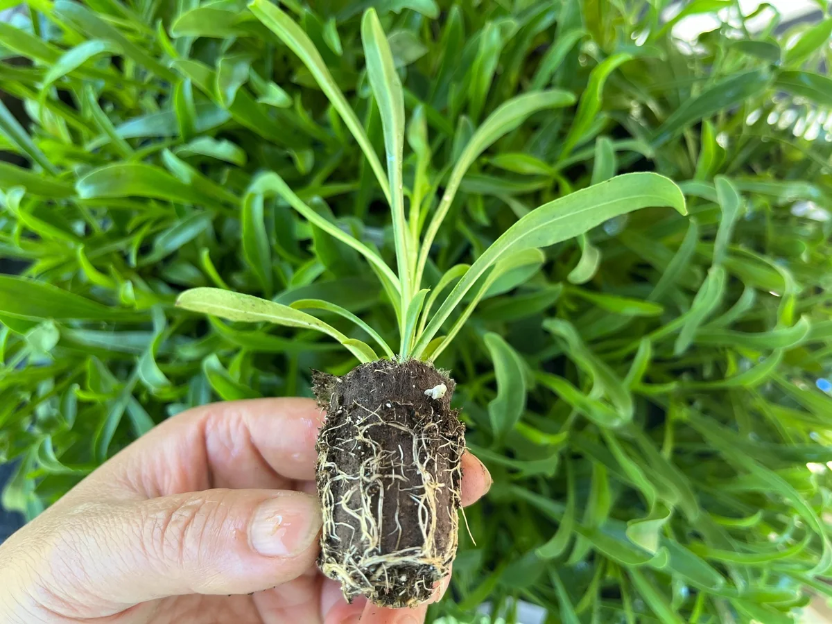 Penstemon Foxglove Beardtongue Live Plant - Hardy Perennial Wildflower Starter - Image 7