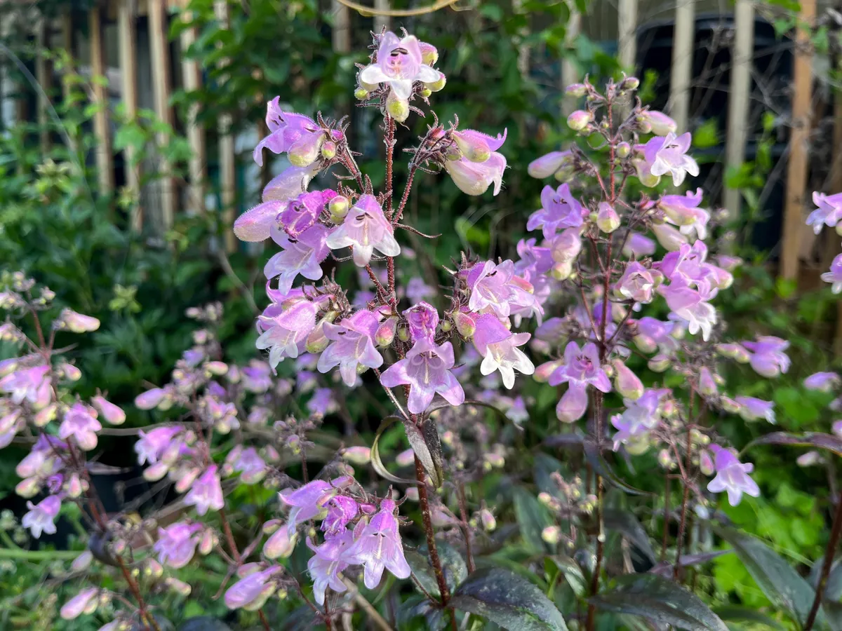 Penstemon Foxglove Beardtongue Live Plant - Hardy Perennial Wildflower Starter - Image 9