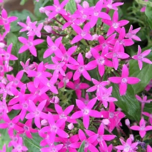 Pentas New Look Violet Seeds - 500 Count Flowering Annual for Outdoor Gardens - Image 1