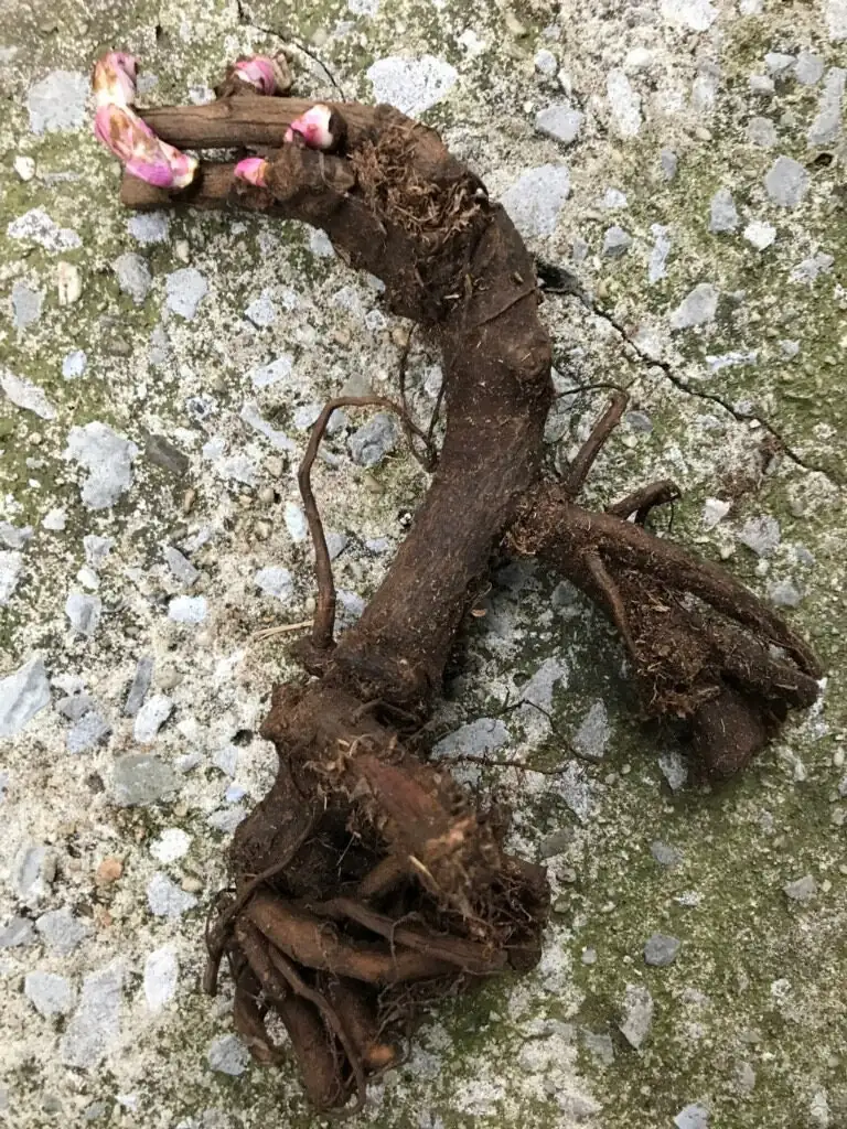 Peony 'Bowl of Beauty' Bareroot - Paeonia lactiflora - Pink & Yellow Flower - Image 2