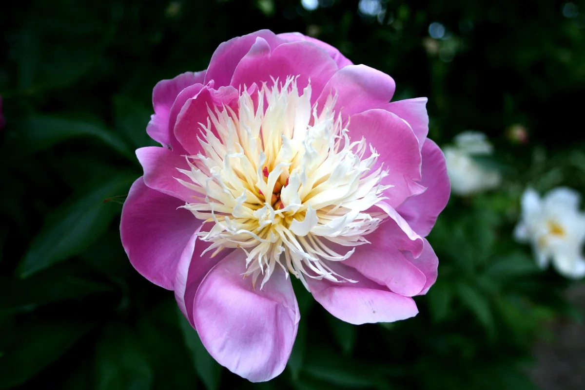 Peony 'Bowl of Beauty' Bareroot - Paeonia lactiflora - Pink & Yellow Flower - Image 1