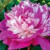 Peony Celebrity Live Plant - Paeonia lactiflora - Raspberry Pink Flowers - Image 1
