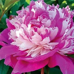 Peony Celebrity Live Plant - Paeonia lactiflora - Raspberry Pink Flowers - Image 1