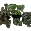 Peperomia Assortment Live Plant 3 Pack in 4 inch Pots - Low Maintenance Indoor Houseplant - Image 1