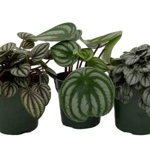 Peperomia Assortment Live Plant 3 Pack in 4 inch Pots - Low Maintenance Indoor Houseplant - Image 2