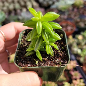 Peperomia Axillaris Succulent Plant - Live Plant - Drought Tolerant - Image 2