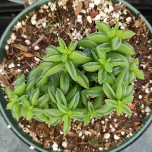 Peperomia Axillaris Succulent Plant - Live Plant - Drought Tolerant - Image 3