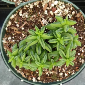 Peperomia Axillaris Succulent Plant - Live Plant - Drought Tolerant - Image 4