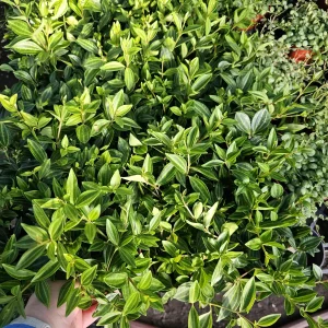 Peperomia Beetle Live Plant – Peperomia angulata Indoor Houseplant – 2in or 4in Pot - Image 2