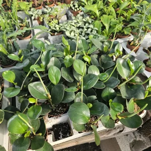 Peperomia clusiifolia Red Margin Live Plant | Radiator Plant | 2in Pot | Indoor - Image 2