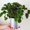 Peperomia Green Ripple Live Plant – 2 inch Pot – Indoor Houseplant - Image 1