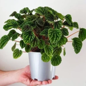 Peperomia Green Ripple Live Plant – 2 inch Pot – Indoor Houseplant - Image 1