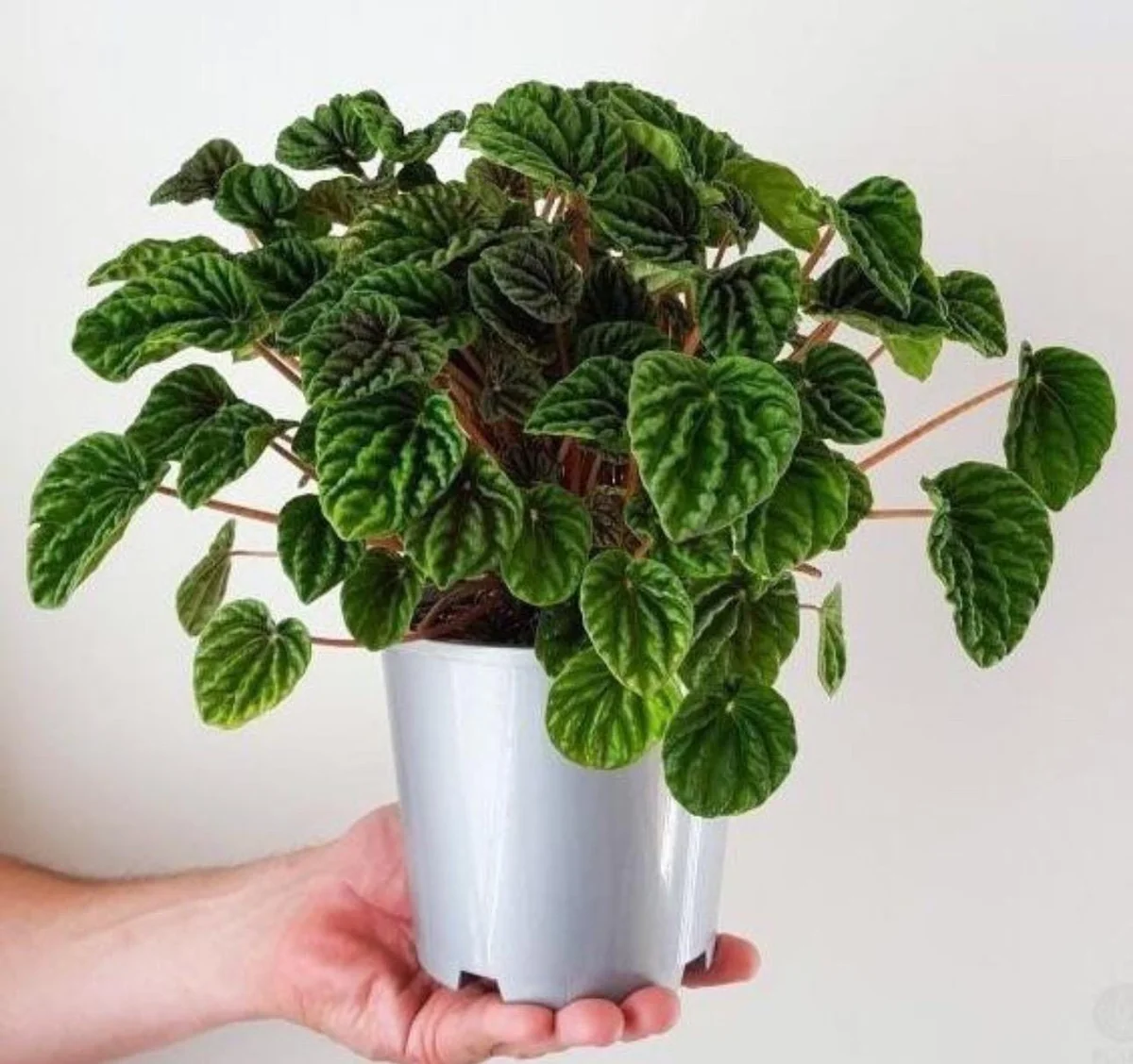 Peperomia Green Ripple Live Plant – 2 inch Pot – Indoor Houseplant - Image 1
