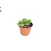 Peperomia Hope Live Plant - 2 inch Potted Houseplant Indoor - Image 1