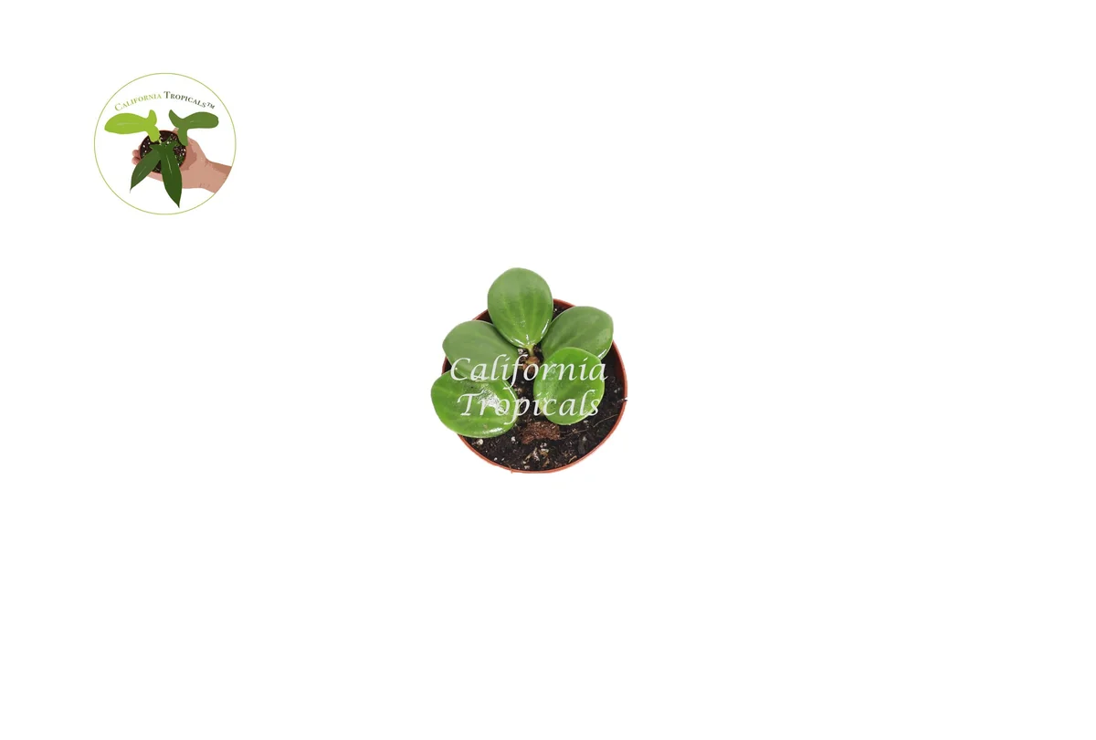 Peperomia Hope Live Plant - 2 inch Potted Houseplant Indoor - Image 2