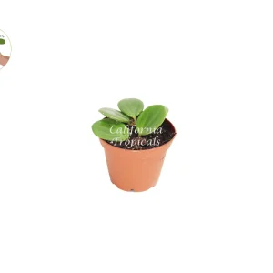Peperomia Hope Live Plant - 2 inch Potted Houseplant Indoor - Image 1