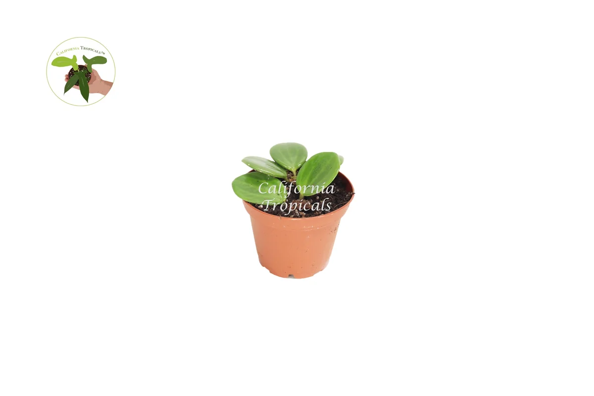 Peperomia Hope Live Plant - 2 inch Potted Houseplant Indoor - Image 1
