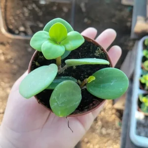 Peperomia Hope Live Plant - 2