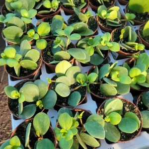 Peperomia Hope Live Plant - 2