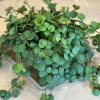 Peperomia Hope Live Plant - 2" Pot - Trailing Houseplant for Indoor Decor - Image 1