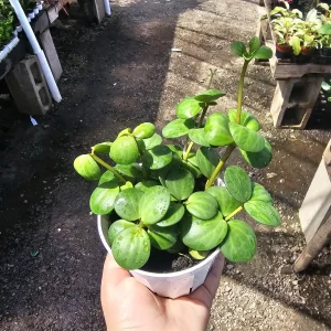 Peperomia Hope Live Plant – 2in & 4in Pot – Indoor Houseplant - Image 1