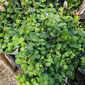 Peperomia Hope Live Plant – 2in & 4in Pot – Indoor Houseplant - Image 6