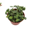 Peperomia Hope Live Plant - 6 inch Potted Houseplant, Trailing Foliage - Image 1