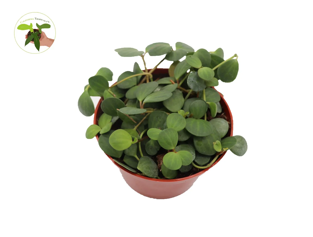 Peperomia Hope Live Plant - 6 inch Potted Houseplant, Trailing Foliage - Image 1