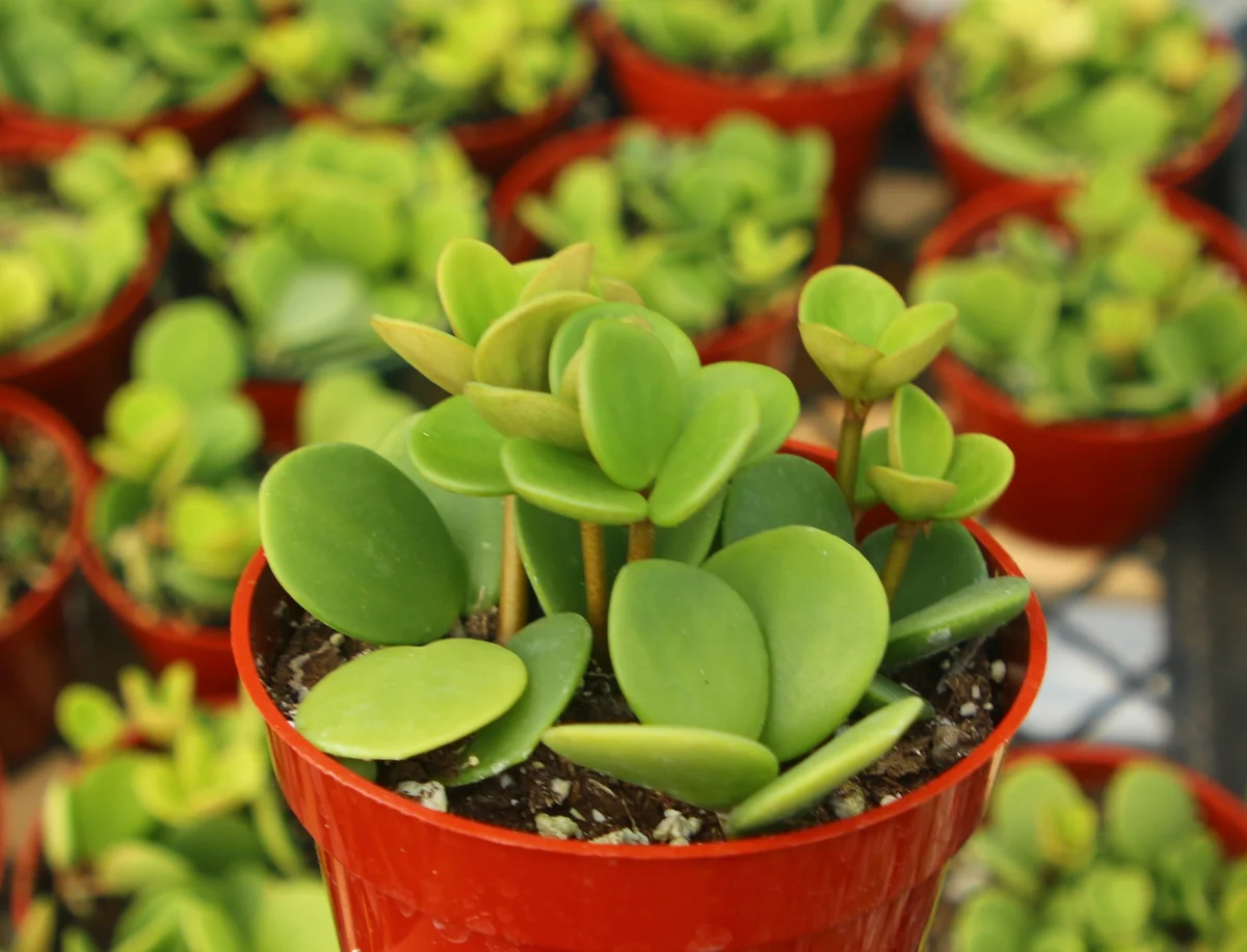 Peperomia Hope Live Plant – Trailing Indoor Plant – 4 inch Pot - Image 3