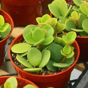 Peperomia Hope Live Plant – Trailing Indoor Plant – 4 inch Pot - Image 1