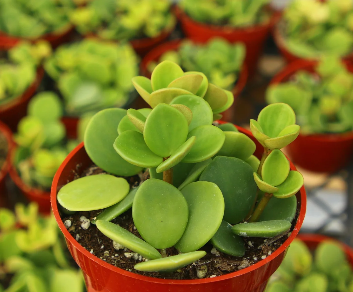 Peperomia Hope Live Plant – Trailing Indoor Plant – 4 inch Pot - Image 4