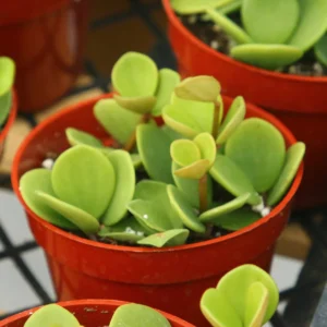 Peperomia Hope Live Plant – Trailing Indoor Plant – 4 inch Pot - Image 5